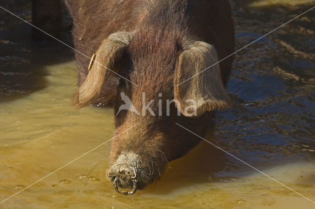 Varken (Sus domesticus)