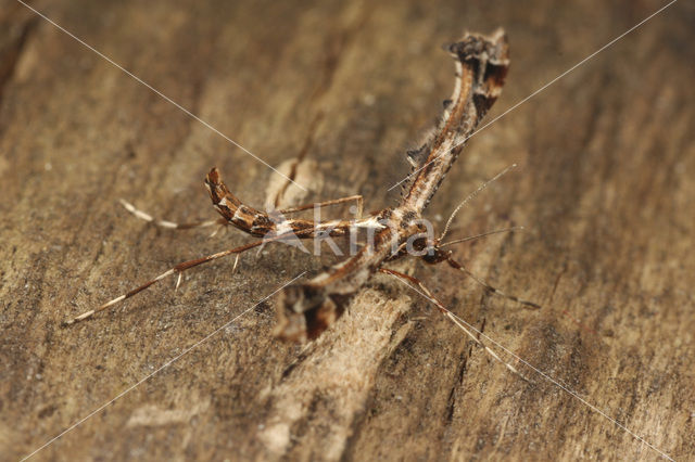 Plume moth (Amblyptilia acanthadactyla)