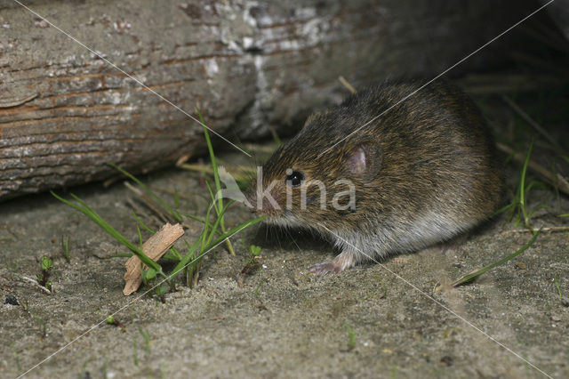 Common Vole (Microtus arvalis)