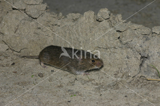 Common Vole (Microtus arvalis)