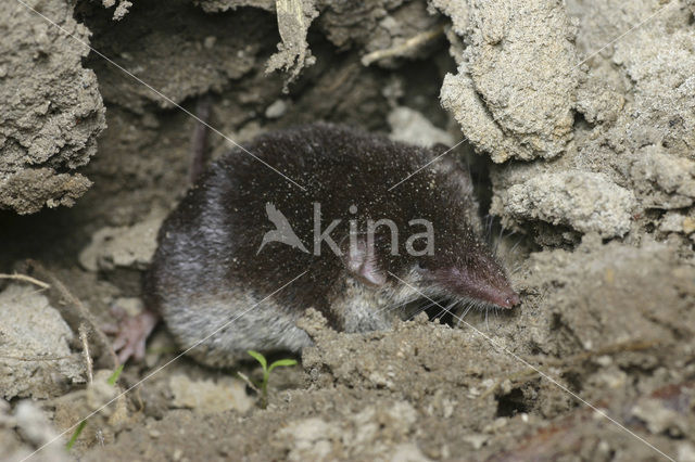 Veldspitsmuis (Crocidura leucodon)