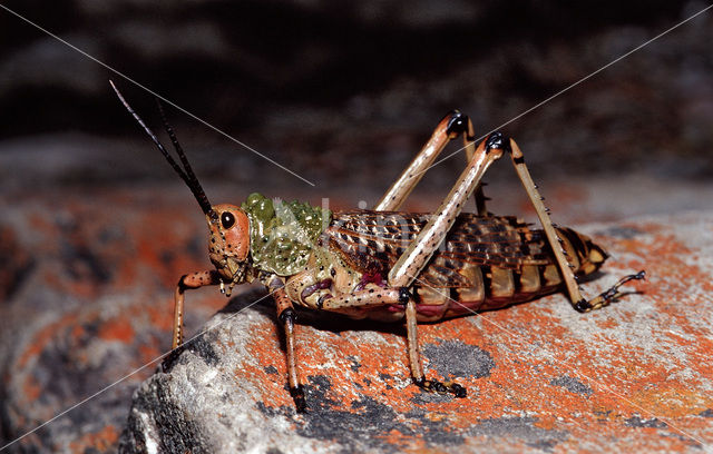 Grasshopper (Phymateus sp.)
