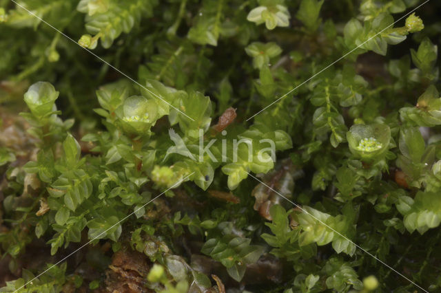 Pellucid Four-tooth Moss (Tetraphis pellucida)