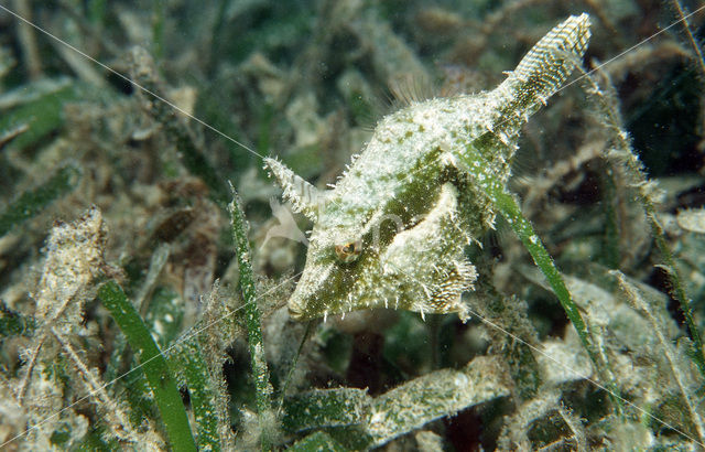 Straplweed filefish (Pseudomonacanthus macrurus)