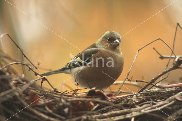 Chaffinch (Fringilla coelebs)