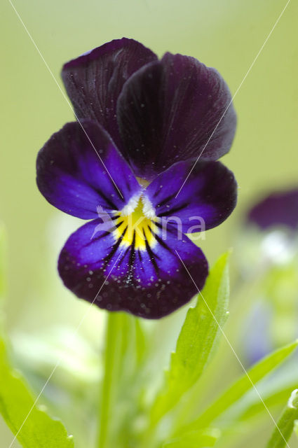 Viooltje (Viola spec.)