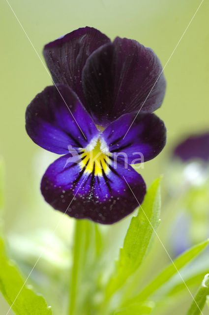 Violet (Viola spec.)