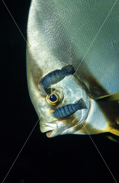 Pinnate batfish (Platax pinnatus)