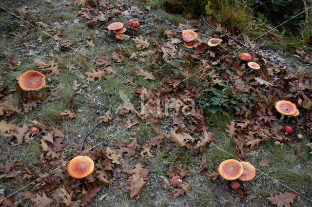 Vliegenzwam (Amanita muscaria)