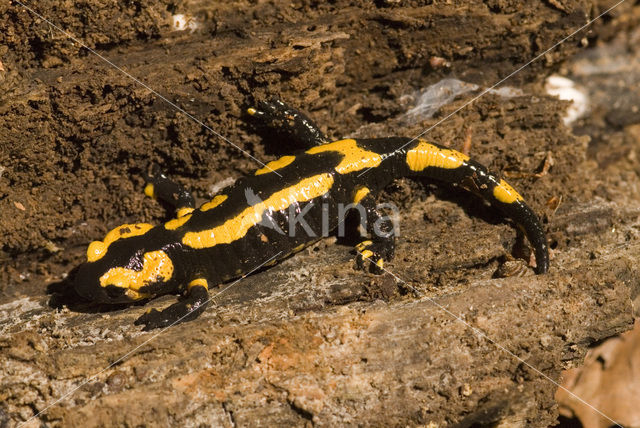 Vuursalamander (Salamandra salamandra)