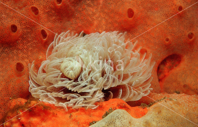 Fanworm (Sabellastarte sp.)