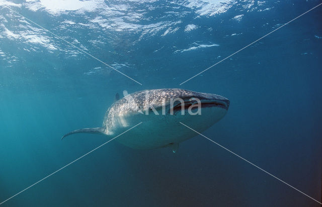 Walvishaai (Rhincodon typus)