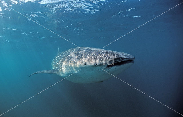 Whale shark (Rhincodon typus)