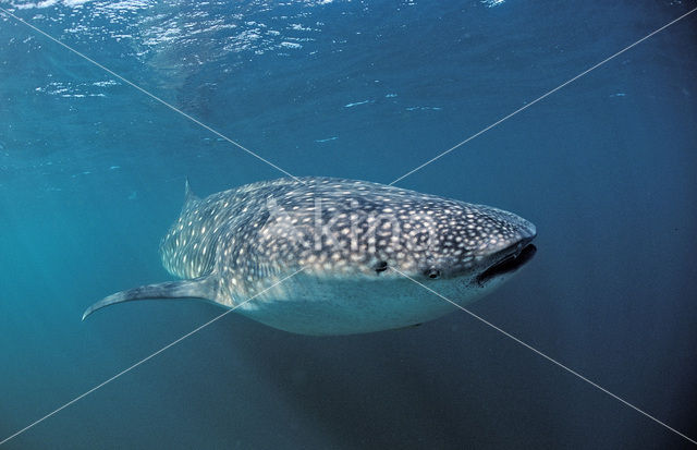 Walvishaai (Rhincodon typus)