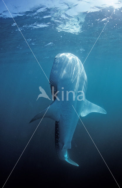 Whale shark (Rhincodon typus)
