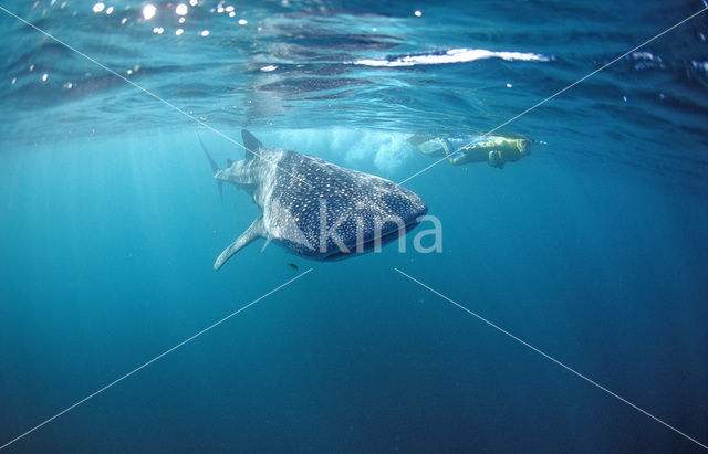 Walvishaai (Rhincodon typus)