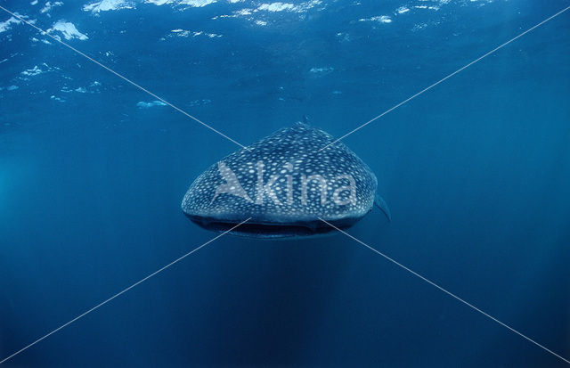 Whale shark (Rhincodon typus)