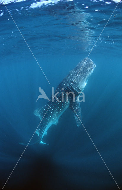 Walvishaai (Rhincodon typus)