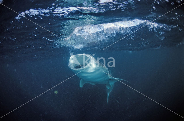Walvishaai (Rhincodon typus)