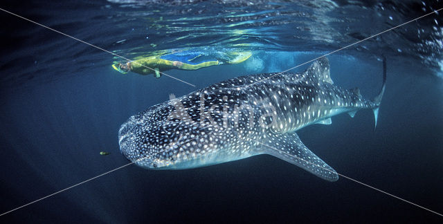 Whale shark (Rhincodon typus)