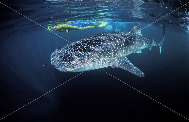 Whale shark (Rhincodon typus)