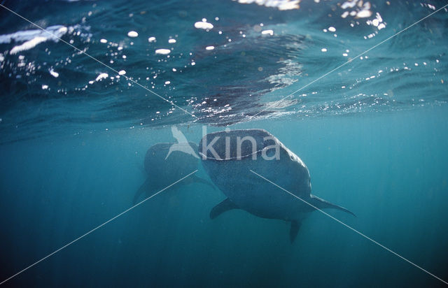 Walvishaai (Rhincodon typus)