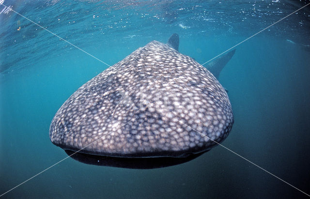 Whale shark (Rhincodon typus)