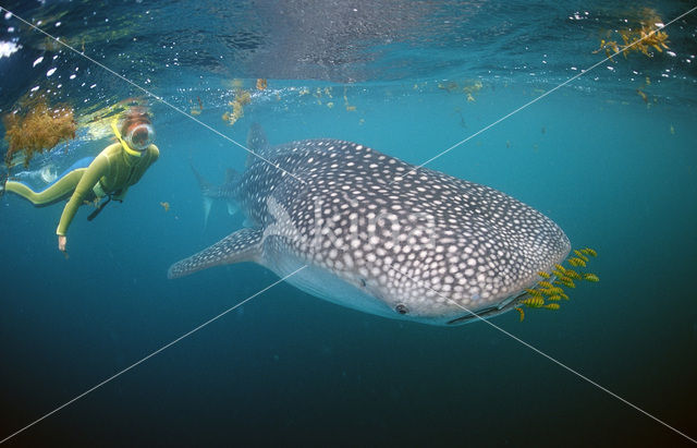 Whale shark (Rhincodon typus)