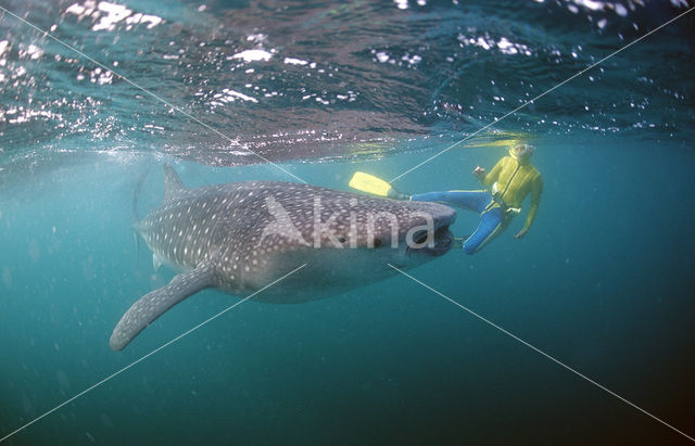 Walvishaai (Rhincodon typus)