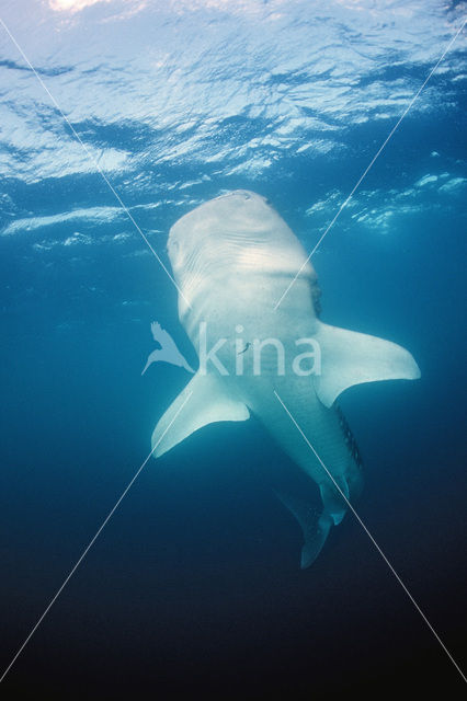 Whale shark (Rhincodon typus)