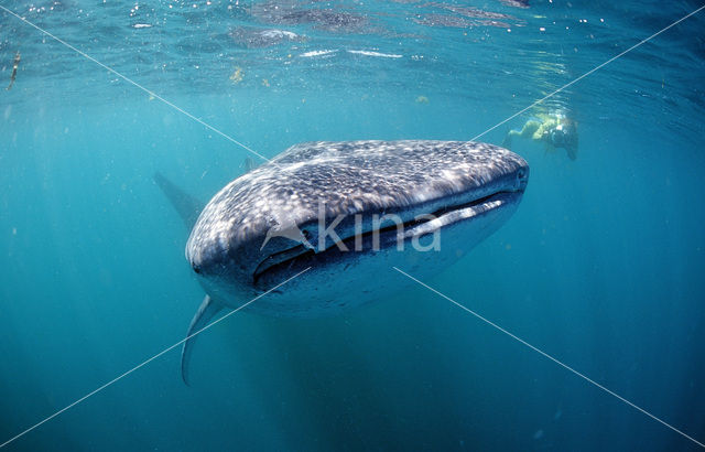 Walvishaai (Rhincodon typus)
