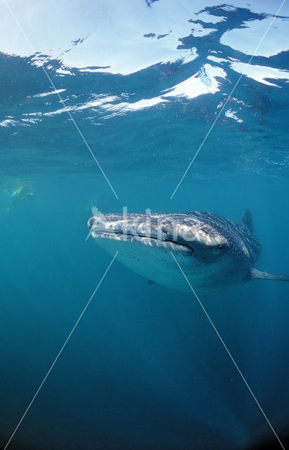 Walvishaai (Rhincodon typus)