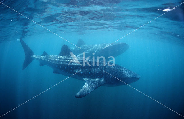 Whale shark (Rhincodon typus)