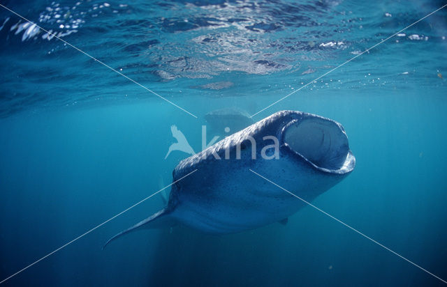 Walvishaai (Rhincodon typus)