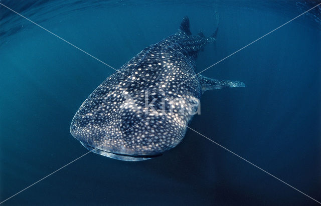 Whale shark (Rhincodon typus)