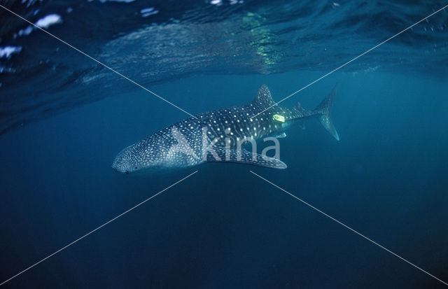 Whale shark (Rhincodon typus)