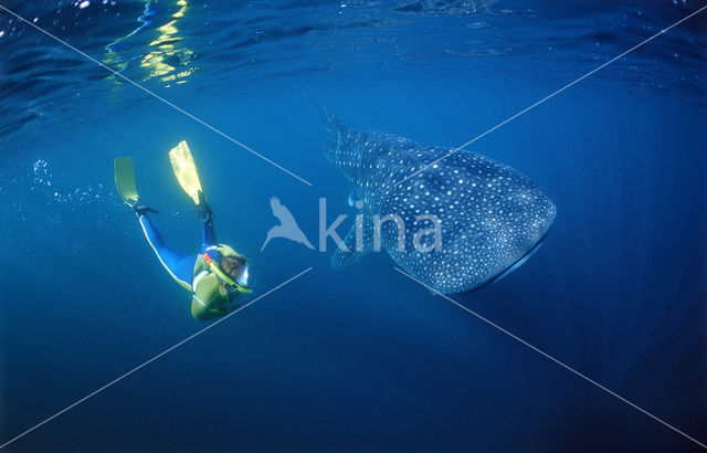 Whale shark (Rhincodon typus)