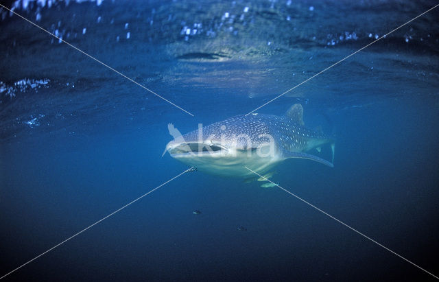 Whale shark (Rhincodon typus)