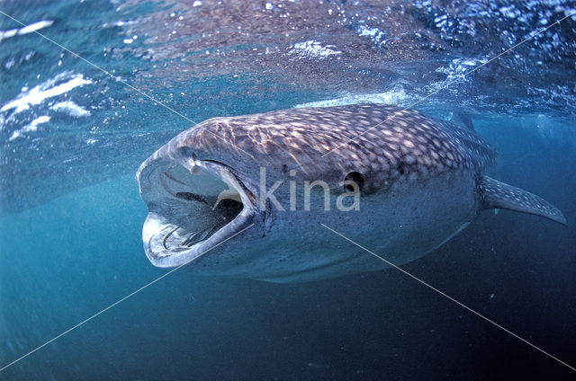 Walvishaai (Rhincodon typus)