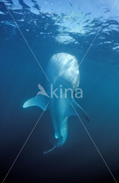 Whale shark (Rhincodon typus)