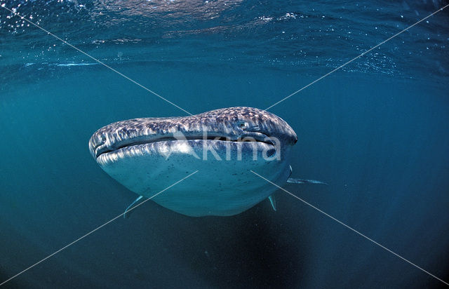 Whale shark (Rhincodon typus)