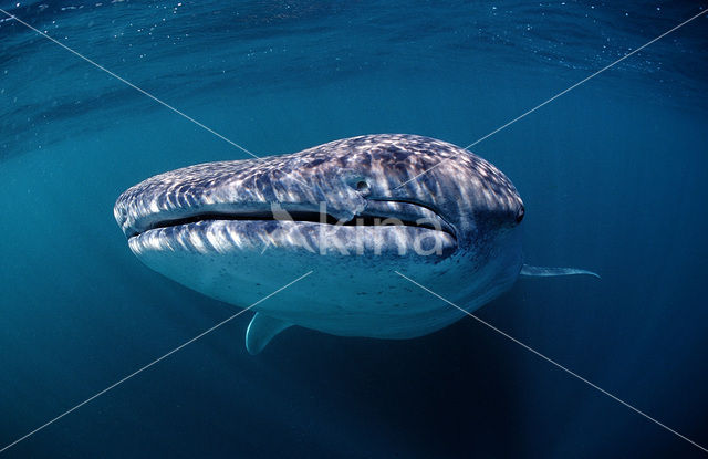 Walvishaai (Rhincodon typus)