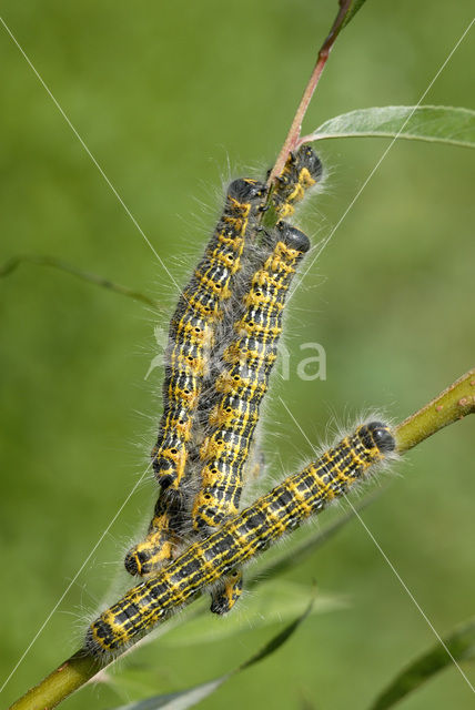 Buff-tip (Phalera bucephala)