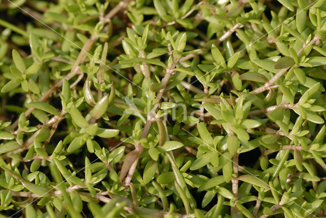 Watercrassula (Crassula helmsii)