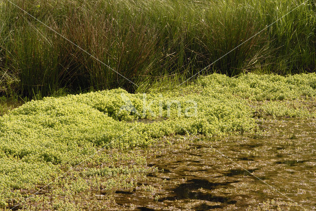 Watercrassula (Crassula helmsii)