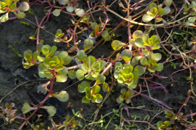 Waterpostelein (Lythrum portula)