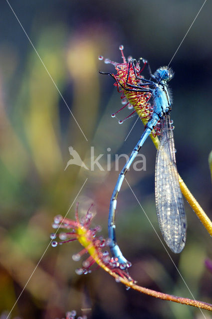 Watersnuffel (Enallagma cyathigerum)