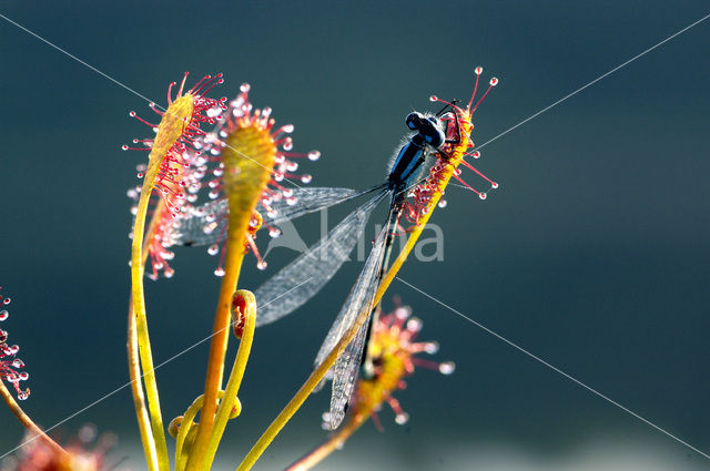 Watersnuffel (Enallagma cyathigerum)