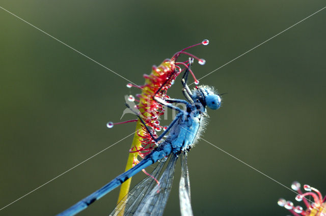 Common Blue Damselfly (Enallagma cyathigerum)