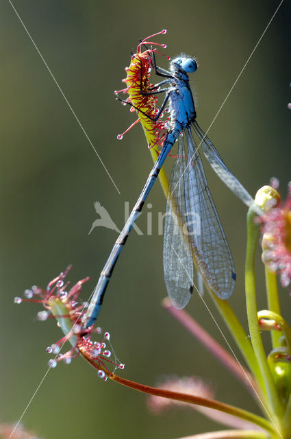 Watersnuffel (Enallagma cyathigerum)